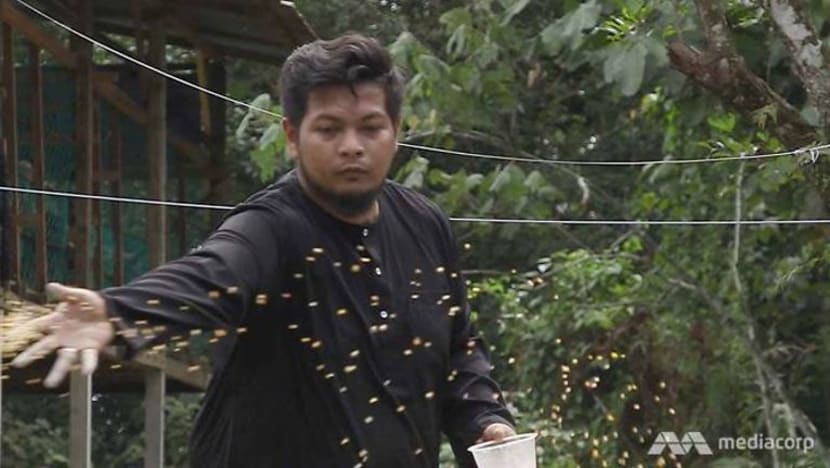 Susah payah anak S'pura Ashraf Bakar dalam bangunkan ladang kambing di Mersing