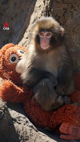 Punch growing up, may bid 'farewell' to orangutan plushie soon