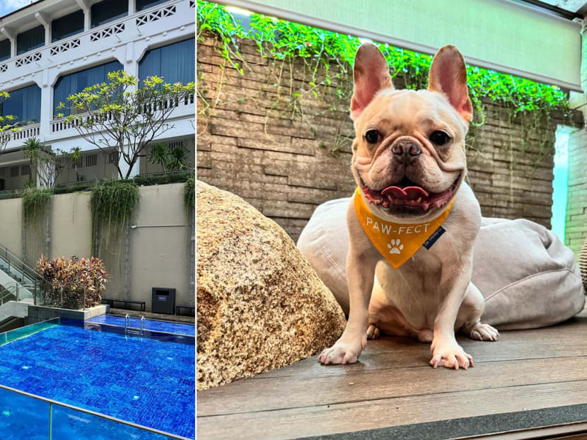 Pet-friendly hotel review: My dog checked in to Oasia Resort Sentosa for a staycation. Here's how it went Pet-friendly hotel review: My dog checked in to Oasia Resort Sentosa for a staycation. Here's how it went