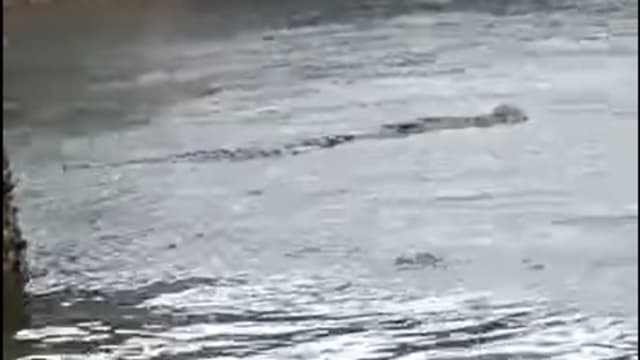 本地海域再有巨鳄出没？网民：在西海岸
