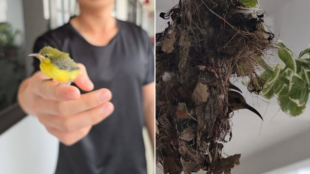 花蜜鸟组屋走廊筑巢产双宝 屋主分享可爱互动