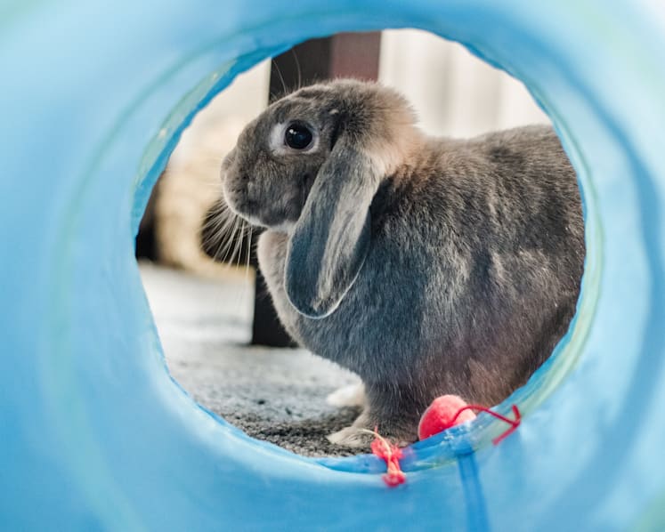 Fatal disease affecting rabbits detected in Singapore: AVS