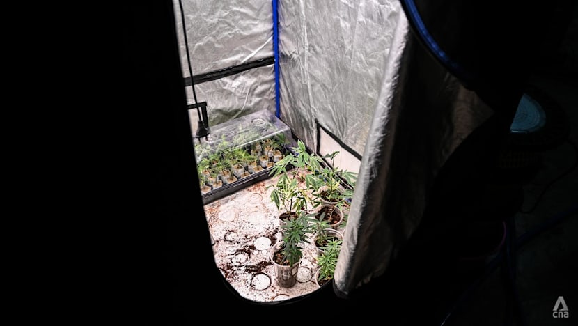 Aturan beli ganja diperketat, para pelaku usaha di Thailand menjerit 