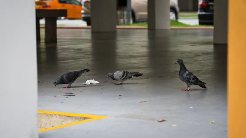 jelasBERITA: Warga emas bentuk hampir 50% kes beri makan kepada burung secara haram - apa yang boleh dilakukan?