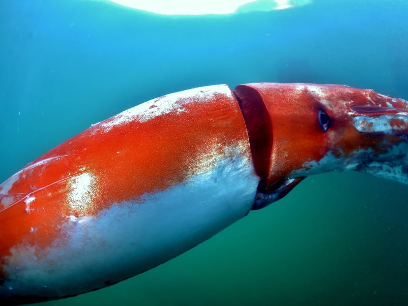 This handout picture taken by Akinobu Kimura on Dec 24, 2015 and released from Diving shop Kaiyu on Dec 30, 2015 shows a giant squid being observed at the Toyama bay in Toyama prefecture, northern Japan. Photo: Akinobu Kimura via AFP