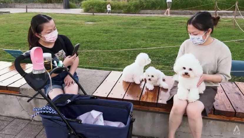 ‘Little desire to have kids’: More young Chinese choosing pets over children ‘Little desire to have kids’: More young Chinese choosing pets over children