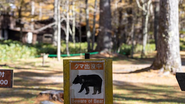日本再发生疑似野熊袭击致死案 当局启动统一调查