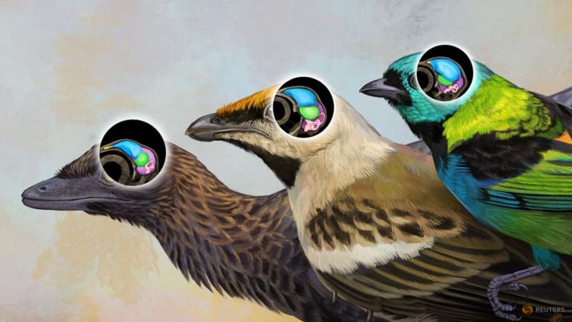 'One-of-a-kind' skull fossil from Brazil reveals bird brain evolution 'One-of-a-kind' skull fossil from Brazil reveals bird brain evolution