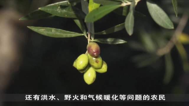 橄榄油价格飙升成小偷目标 有人直接将整棵树砍下 