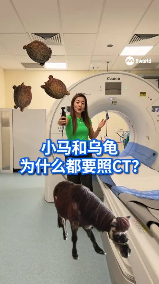 20260902_news_wangzheng_看见主播 _小马和乌龟为什么都要照CT_vod_ep2
