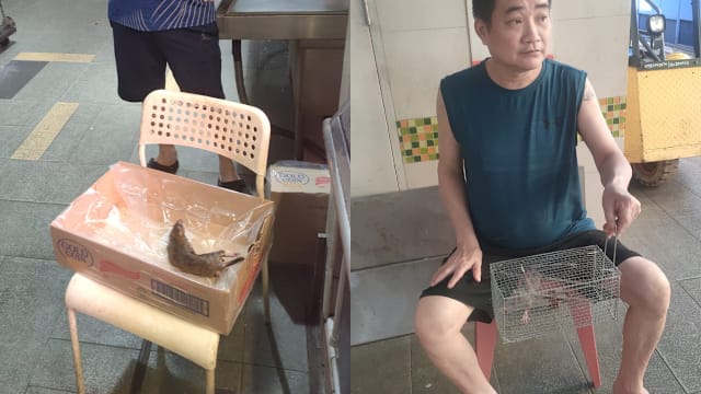 捉老鼠可获最多50元 金文泰熟食中心灭鼠奖励只限摊贩