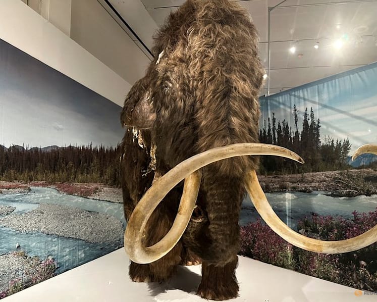Study shows prehistoric people targeted female mammoths