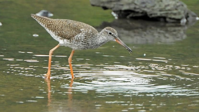 Satellite tracking of migratory birds to take flight this year