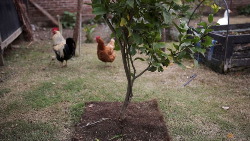 A water-saving tool in drought-hit Chile: human hair A water-saving tool in drought-hit Chile: human hair