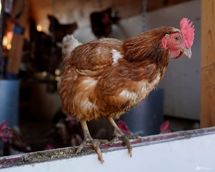 Thailand asks firms to cut egg exports after flood losses Thailand asks firms to cut egg exports after flood losses