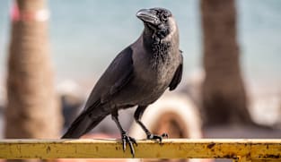 காகங்களைச் சுடும் நடவடிக்கை - எப்படி நடைபெறும்?