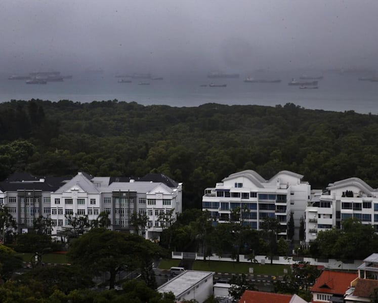 Forest area the size of 43 football fields to be cleared for future Bayshore housing projects