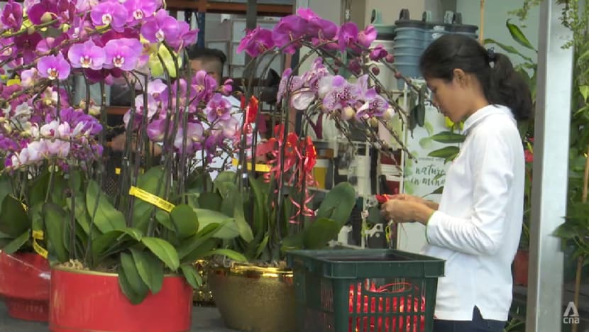 Rebound in demand for Chinese New Year plants, but increased competition could weigh on sales Rebound in demand for Chinese New Year plants, but increased competition could weigh on sales