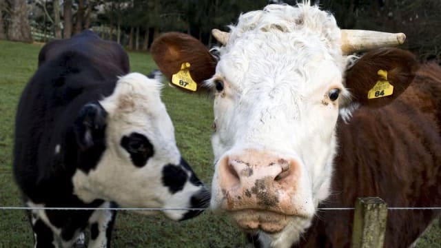英国试验在饲料里加紫菜或蒜 协助牛只消化并减少释放甲烷