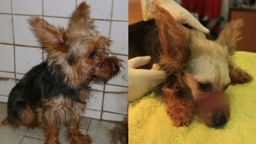 Mengapa ada orang yang sangat kejam terhadap hewan?