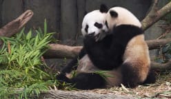 Panda Power: The Rise of Furry Diplomats - Origins Of Panda Diplomacy