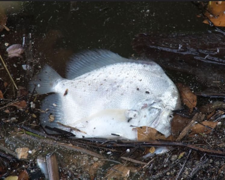 Up to 600 tonnes of fish lost to algal bloom: AVA