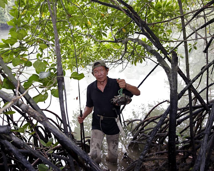 Study shows Pulau Ubin is thriving despite its dwindling population