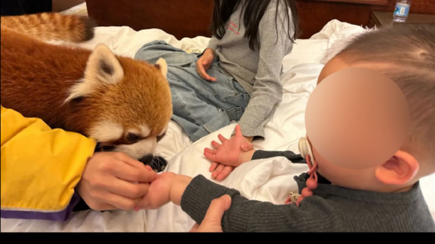中国酒店推小熊猫叫早服务 当局责令停止展开调查