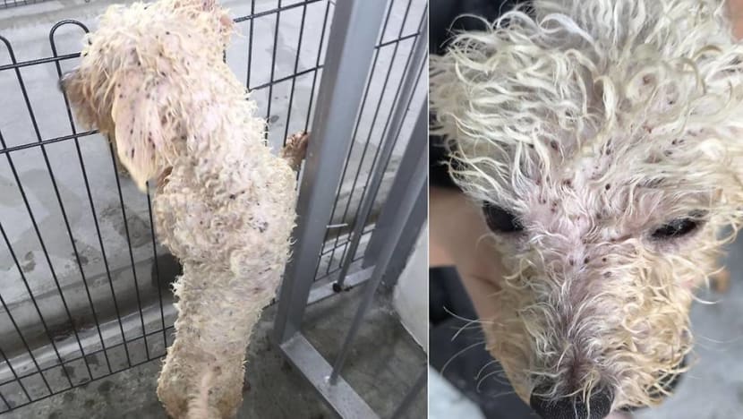 Woman fined for keeping 16 dogs without licence, not taking sick dog to vet