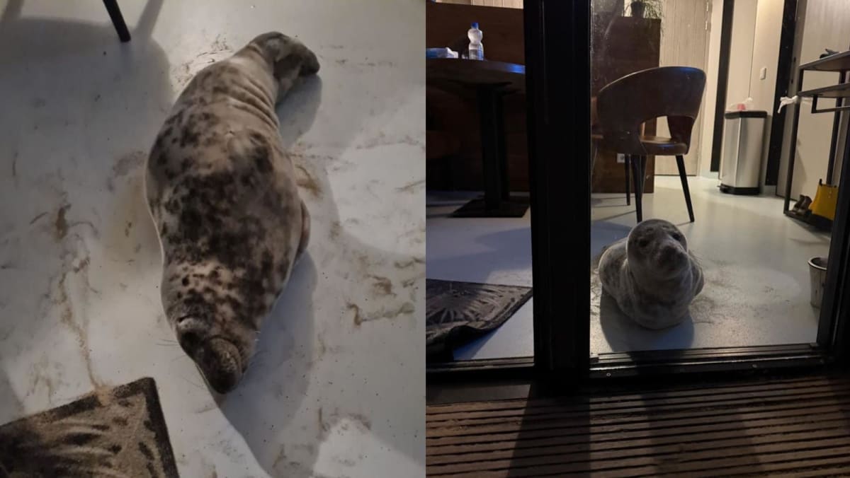 Unexpected guest: Dutch hotel gets seal surprise