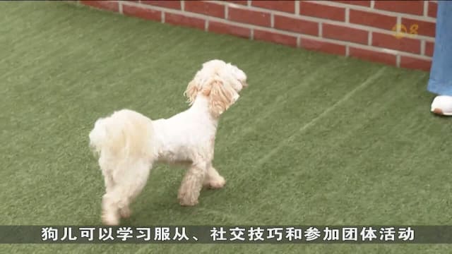 韩国首尔兴起宠物“幼儿园”