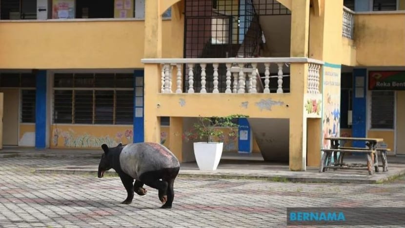 Tapir rayau ke sekolah di Kuantan sedang pelajar duduki peperiksaan Tapir rayau ke sekolah di Kuantan sedang pelajar duduki peperiksaan