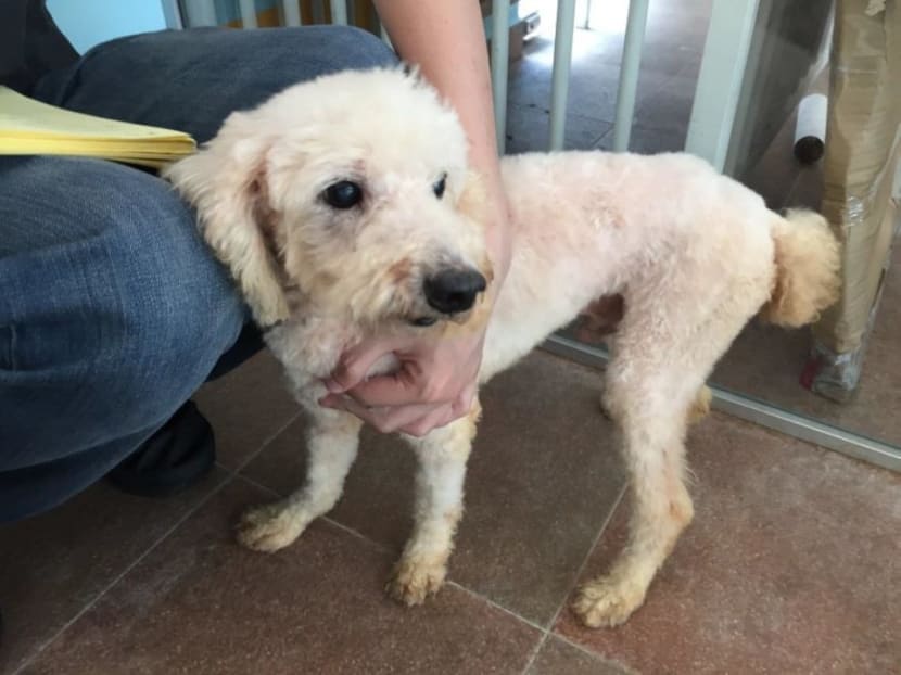 Owner of pet grooming school jailed, fined for abandoning 18 dogs Owner of pet grooming school jailed, fined for abandoning 18 dogs