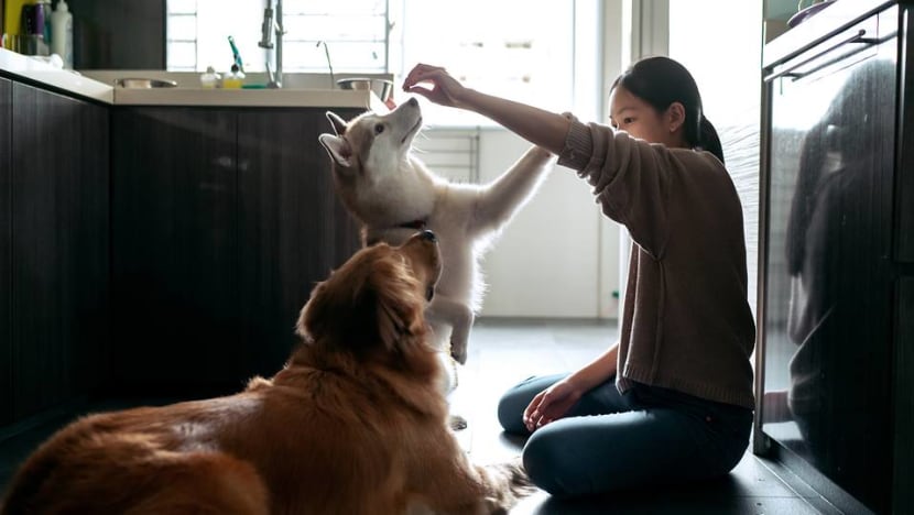 Pet supplies e-retailer Perromart becomes insolvent, gets new owner amid dozens of complaints