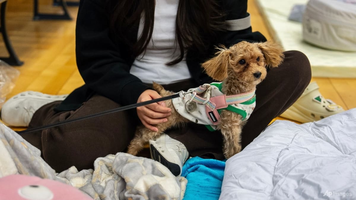 Volunteers seek lost pets amid Hong Kong deadly inferno wreckage