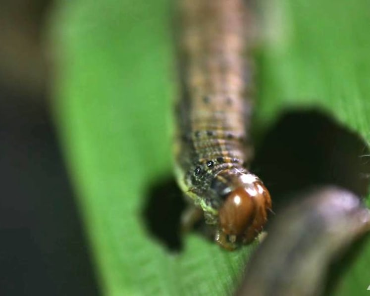 How a ‘worm’ might affect prices of cereal, toothpaste and chicken rice