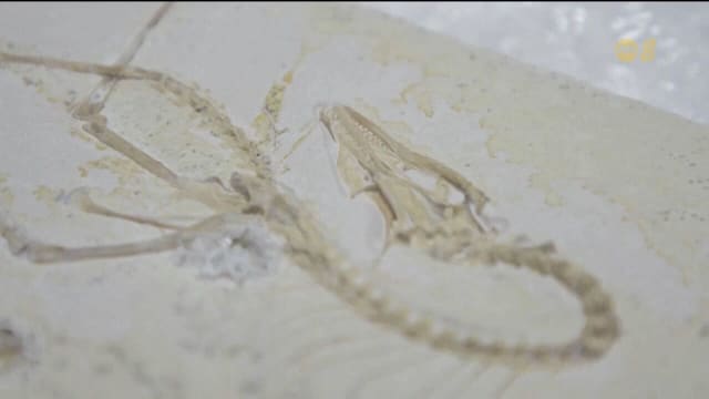美国研究：每一种鸟类都可能是活生生的恐龙