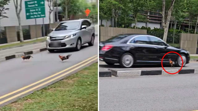 两只公鸡上演马路追逐战 险象环生犹如警匪片