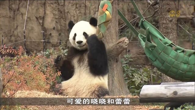 日本参观大熊猫预约爆满 当局：转售平台购票无效