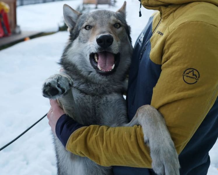 Owners recount panic after Nazgul gatecrashes race on doggy day out