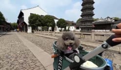 Paws on board: China expands high-speed train access for pets as ownership booms