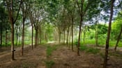 Support from Asia to Africa - Southland Rubber Group