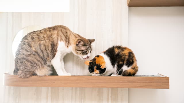 宠物猫一个多月无食物而死亡 男子被判罚款1万元