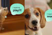 AI Pet Translator From China Claims To Understand Pets With Almost 94% Accuracy