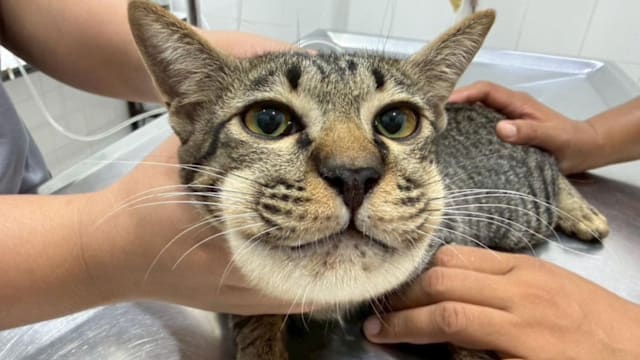 误喂人类止痛药 宠物猫脸部肿胀险丧命