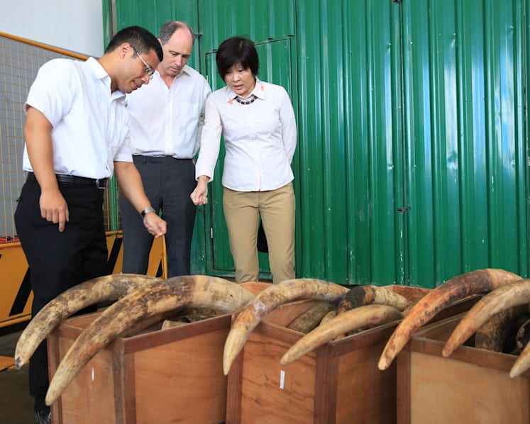 AVA destroys 7.9 tonnes of illegal elephant ivory worth S$13 million