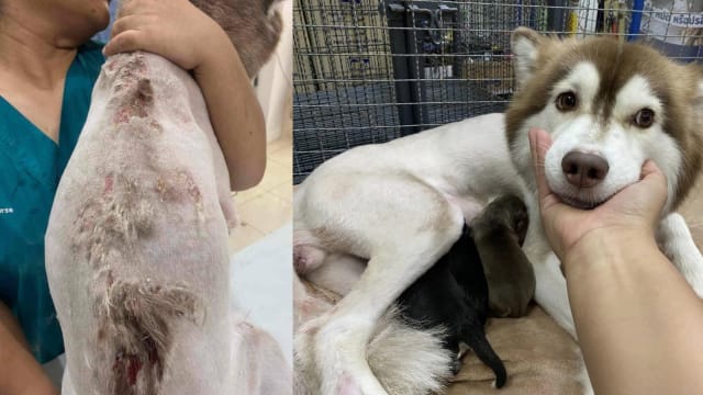 泰女怒泼热水虐待怀孕哈士奇 视频曝光后狗儿获救产三崽