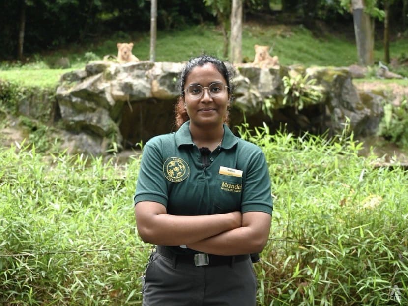 This 27-year-old woman is the keeper of lions at Night Safari: 'They are like house cats, but 30 times bigger' This 27-year-old woman is the keeper of lions at Night Safari: 'They are like house cats, but 30 times bigger'