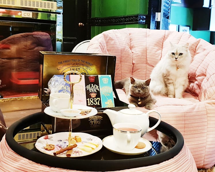 Owner of swanky pet hotel charged with selling, exhibiting cats without licence