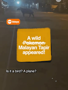 probably rarer than a shiny rayquaza #8dayssg #8dayssgtrending #singapore #nature #sg 